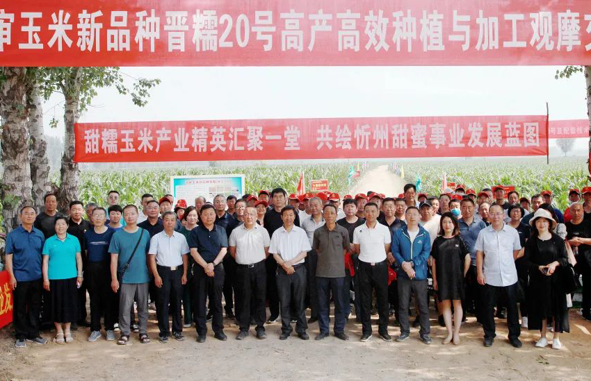 恭喜！晋糯20号高产高效种植与加工观摩交流研讨会在忻州市成功举办